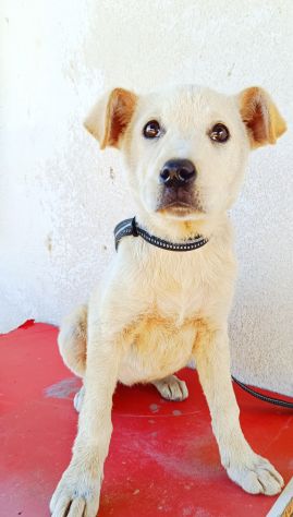 Regalo meravigliosi cuccioli incrocio labrador