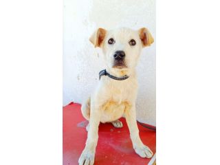 Regalo meravigliosi cuccioli incrocio labrador