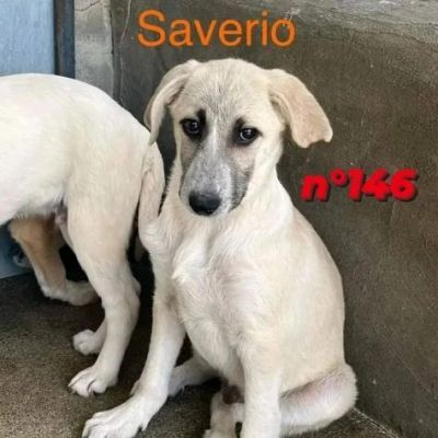 CUCCIOLI IN ADOZIONE - Foto 4
