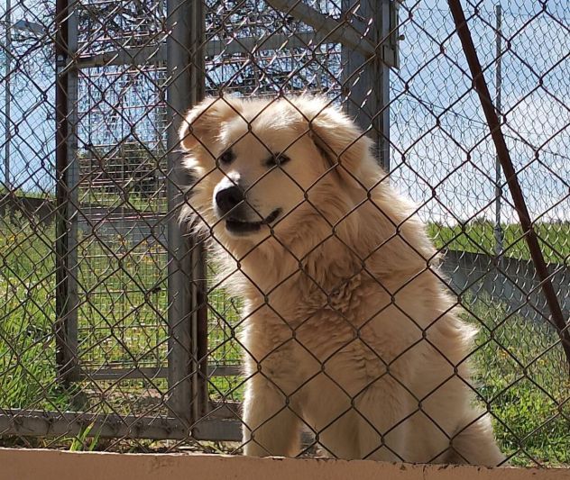 RUNNER cerca casa CANE IN ADOZIONE - Foto 8