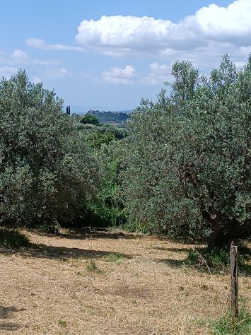Olivi secolari nelle colline Toscane - Foto 8