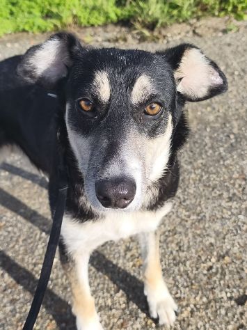 CASPER, 5 ANNI, TAGLIA MEDIA CONTENUTA (20KG),  SI MERTIA UNA CASA !! - Foto 2
