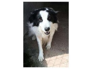 RICO 4 ANNI SIMIL BORDER COLLIE