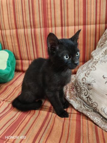 Kata, gattina sfortunata prossima alla scadenza... - Foto 5