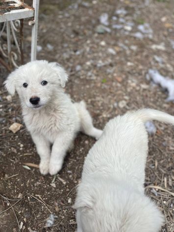 Marella cucciola - Foto 4