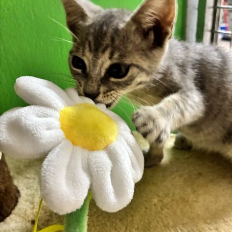 Perla, tenera gattina cerca casa - Foto 2