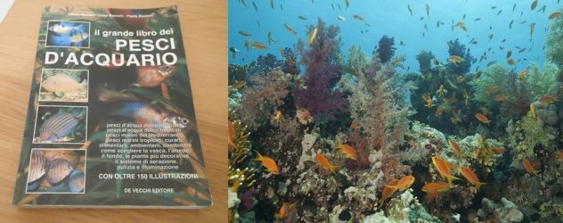 Il grande libro dei PESCI D'ACQUARIO, Ed. De Vecchi 1998 - Foto 7
