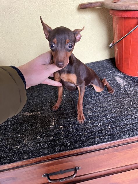 Pinscher Cioccolato (maschietti) - Foto 3