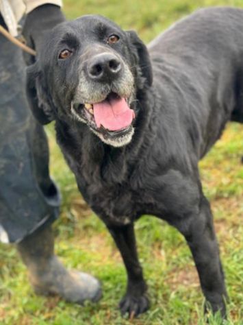 NEGRITA DOLCISSIMA SIMIL LABRADOR CANE IN ADOZIONE