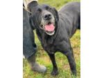 NEGRITA DOLCISSIMA SIMIL LABRADOR CANE IN ADOZIONE