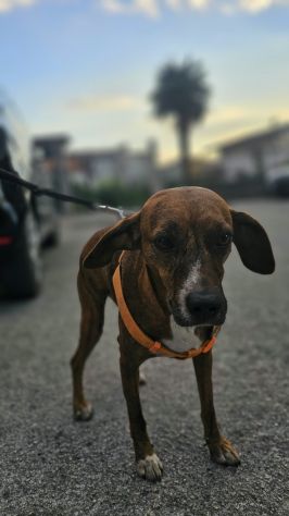 Luce: giovane segugina dolce e socievole - Foto 4