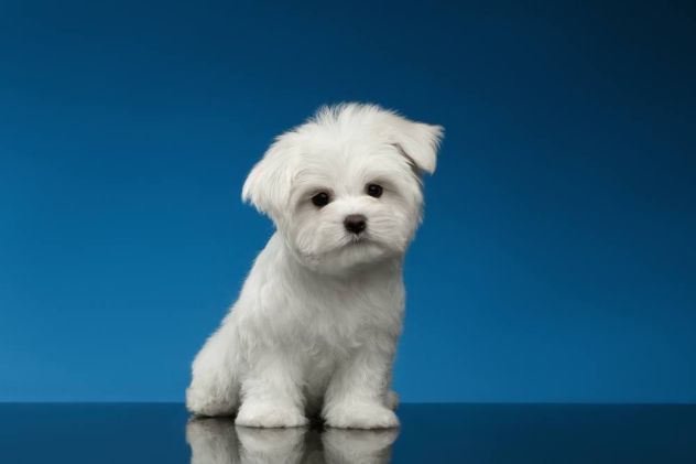 maltese cuccioli