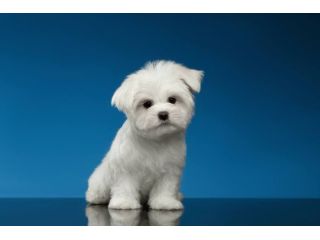 maltese cuccioli