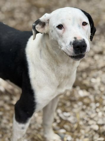 ROXY, mix PITTINA dolce come il miele!