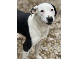 ROXY, mix PITTINA dolce come il miele!