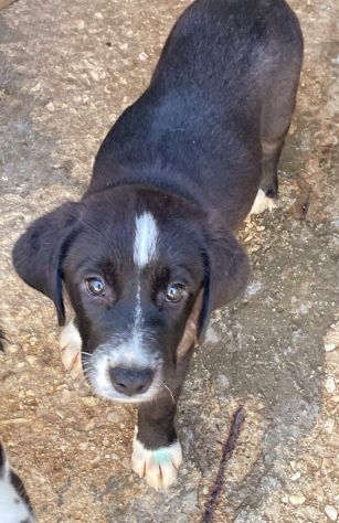 CUCCIOLA 2 mesi e mezzo, taglia media - Foto 3