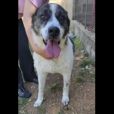 IL TEMPO PERDUTO DI DOC, CANE IN ADOZIONE - Foto 4