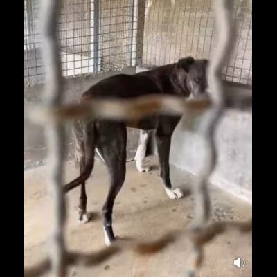 RONALDO equilibrato e socievole CANE IN ADOZIONE - Foto 5