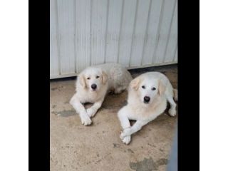 SOLE E LUNA MERAVIGLIOSE E DOLCISSIME, CANE IN ADOZIONE/ ADOZIONE DI COPPIA