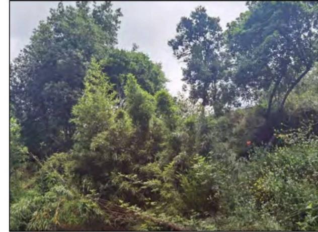Immobile in asta di 561 m² con più di 5 locali in vendita a San Demetrio Corone - Foto 7