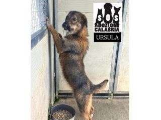URSULA SOCIEVOLE E MOLTO AFFETTUOSA CAGNOLINA IN ADOZIONE