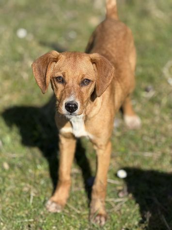 NATALIE, cucciola dolcissima cerca casa! - Foto 3