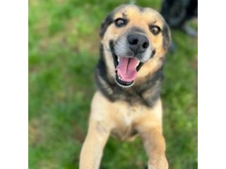 NICOLETTA CERCA SALVEZZA CANE IN ADOZIONE