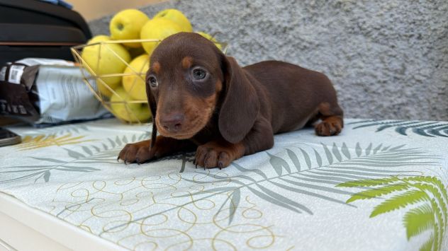 Bassotto cucciolata