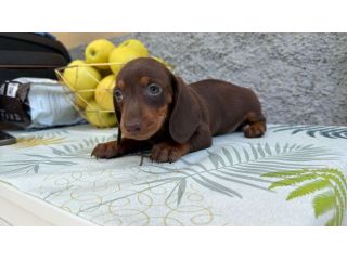 Bassotto cucciolata