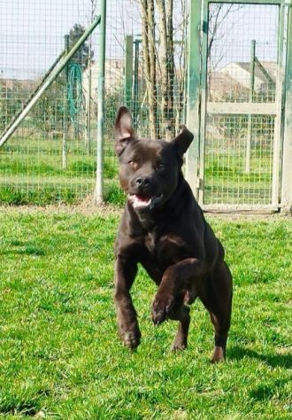 Mix molosso nero 3anni splendido prov PAVIA - Foto 2