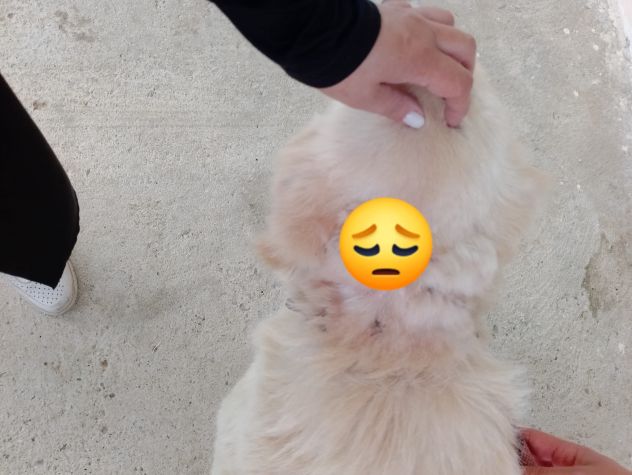 VITO MIX GOLDEN CANE IN ADOZIONE - Foto 9