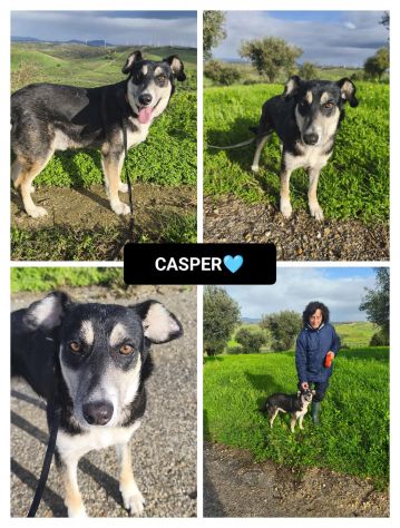 CASPER, 5 ANNI, TAGLIA MEDIA CONTENUTA (20KG),  SI MERTIA UNA CASA !! - Foto 4