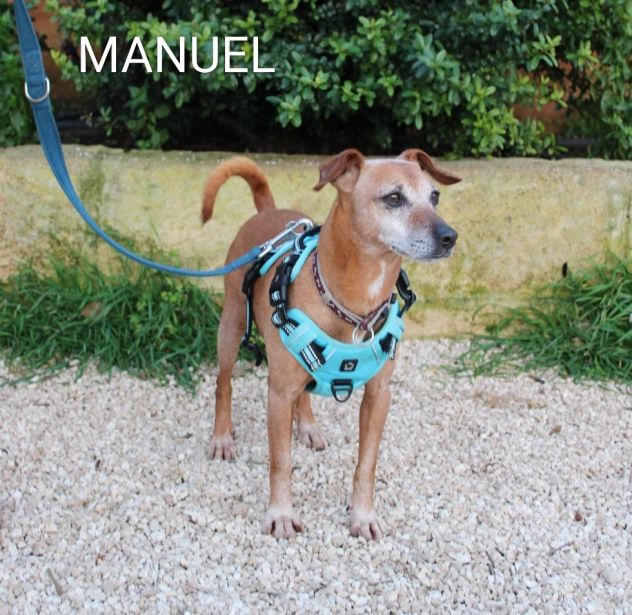 Adozione del cuore per Manuel, taglia piccola - Foto 2