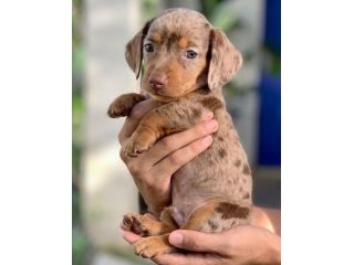 BASSOTTI NANI TEDESCHI CUCCIOLI manto merle  - BASSOTTO NANO TEDESCO