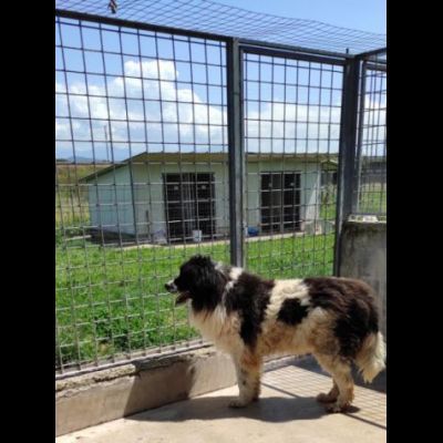 DUE MERAVIGLIE DIMENTICATE, CANI IN ADOZIONE - Foto 3