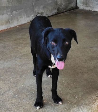 CAGNOLINO IN ADOZIONE: RAOUL, tenerissimo,mix labrador, taglia medio contenuta. - Foto 7