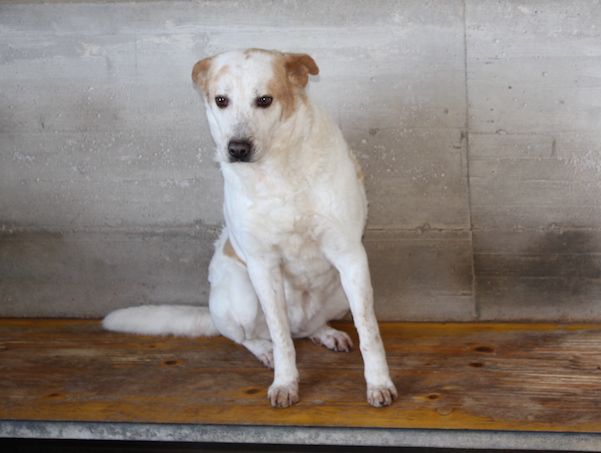 Itaca cagnolina gentile - Foto 6