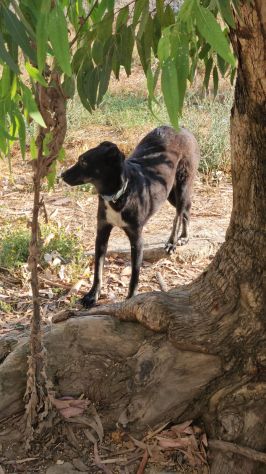 Carlo: timido, dolce, socievole, affettuoso - Foto 8