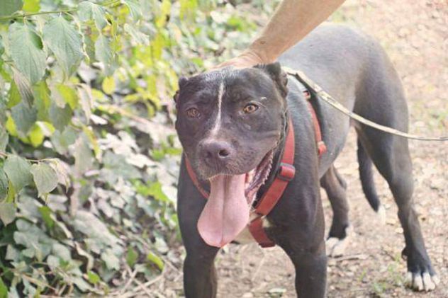Dyami dolcissimo incrocio pitbull - Foto 6
