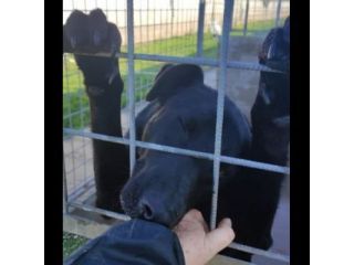AARON EMPATICO E VITALE, CANE IN ADOZIONE.