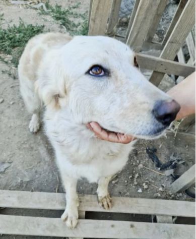 CHLOE cagnolina tg. Grande cerca con urgenza una nuova famiglia - Foto 3