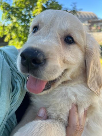 GOLDEN RETRIEVER CUCCIOLI COLOR CREMA - Foto 3