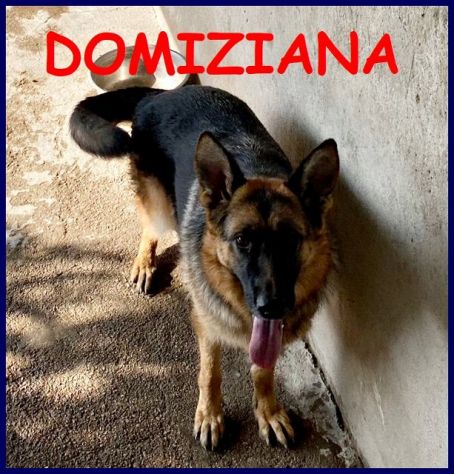 DOMIZIANA simpatica pastorella ted.