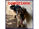 DOMIZIANA  simpatica pastorella ted.