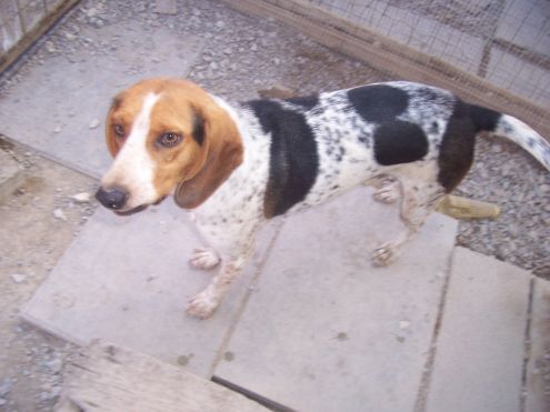 COCKY, beagle fantasia - Foto 3