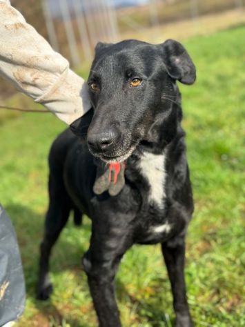 AARON dolce e vitale carbonello,  CANE IN ADOZIONE - Foto 7