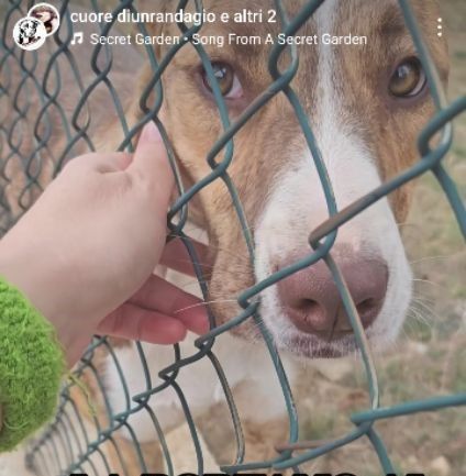 LO SGUARDO DI MACCHIA, GIOVANE CAGNOLINA IN ADOZIONE