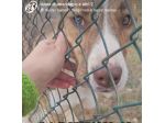 LO SGUARDO DI MACCHIA, GIOVANE CAGNOLINA IN ADOZIONE