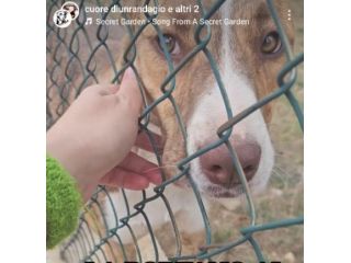 LO SGUARDO DI MACCHIA, GIOVANE CAGNOLINA IN ADOZIONE