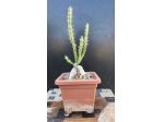 Cactus Caudex Bonsai -  Euphorbia Knutii - RARA!